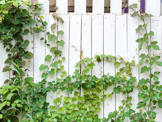 ivy leaves isolated on a white background