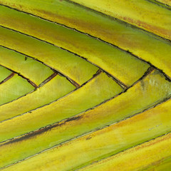 green leaf background