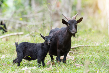black goat