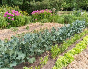 Vegetable Garden