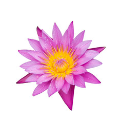isolated of pink water lilly on white background.