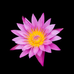 isolated of pink water lilly on black background.
