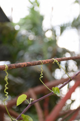 Closeup vine on steel. Nature and man made.