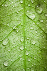 Water droplets on the leaves, rain drops.