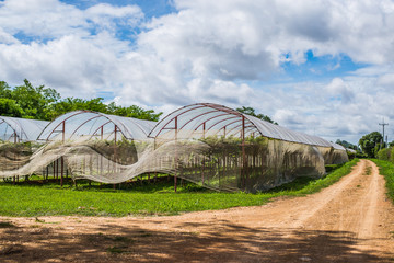 Grape farm in the countryside of Thailand.