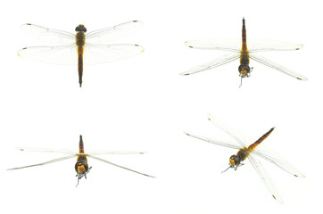 Dragonfly on white background
