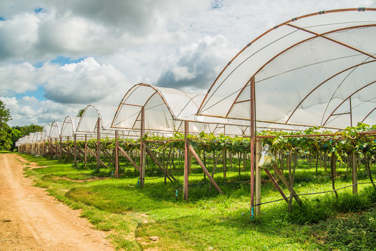 Grape farm in the countryside of Thailand.