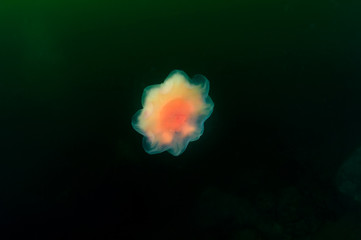 Cyanea jellyfish swimming in the dark