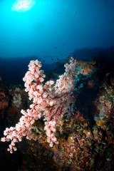 Fototapeta na wymiar Huge soft coral in the deep Indian ocean
