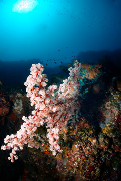 Huge soft coral in the deep Indian ocean