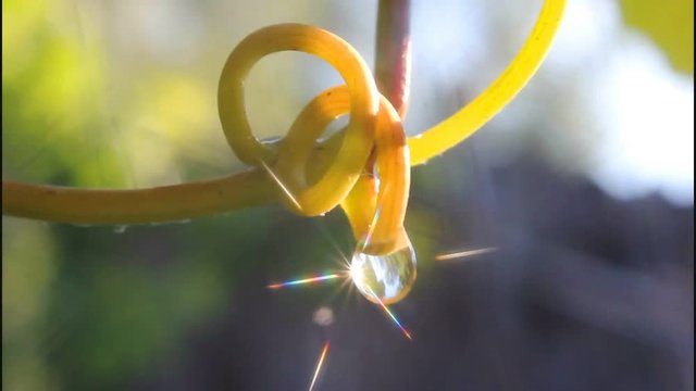 Drop of water and light
Refraction of light in a drop of water leads to interesting physical phenomena.
