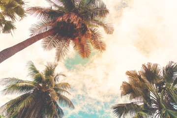 Fototapeta na wymiar Landscape nature background of shore tropic. Coconut palm trees at seaside tropical coast, vintage effect filter and stylized