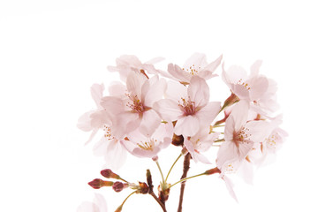 Naklejka na ściany i meble 桜の花びら