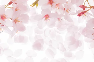 Fotobehang 桜の花びら © sakura