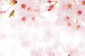 Foto op Canvas 桜の花びら © sakura