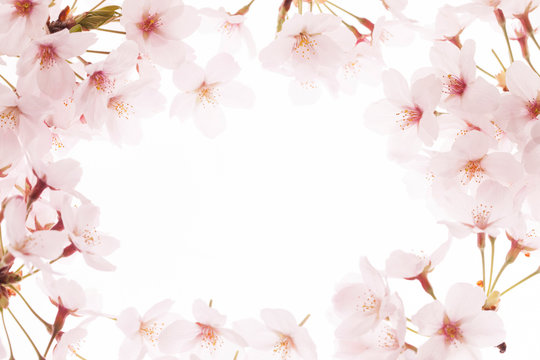 12 5 Best 桜 フレーム Images Stock Photos Vectors Adobe Stock 12 5 Best 桜 フレーム Images Stock Photos Vectors Adobe Stock