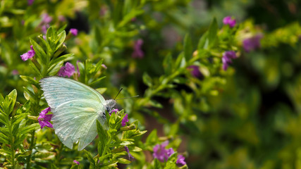 Bright Butterfly in The Garden
