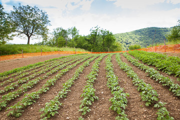 Fototapeta na wymiar View of Potato field