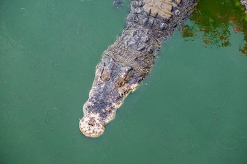 Big crocodile in pond farm