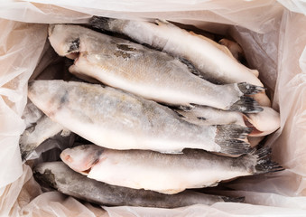 frozen fish