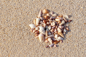 Fototapeta na wymiar Sea Shells on Sand, Background