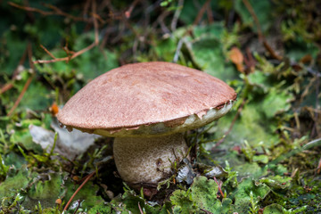 Boletus. Mushroom. Growing in Autumn Forest.