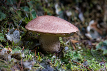 Boletus. Mushroom. Growing in Autumn Forest.