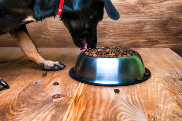 Dog eats food from a bowl