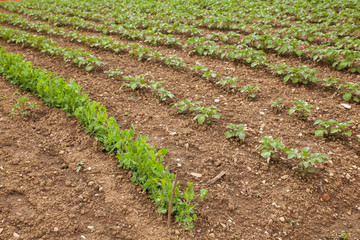 View of Potato field
