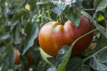 Image Of Tomato