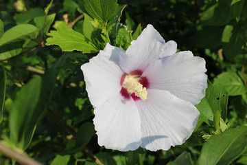 白いムクゲの花