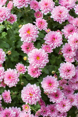 Small chrysanthemum pink