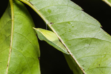 Lemon Emigrant pupa