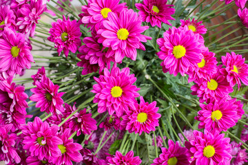 Small chrysanthemum pink