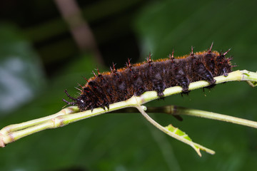 Orange Oakleaf caterpillar