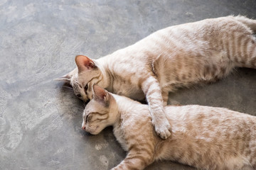 Two cat kitten brethren sleeping hug embrace
