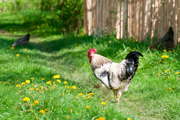 Rooster in the meadow