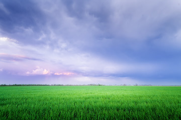 Fototapeta na wymiar clouds over the field / bright colorful picture spring evening u
