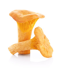 Chanterelle mushrooms isolated on a white background