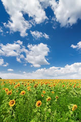 sunflower field / bright summer photo field of Ukraine