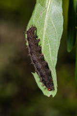 Chocolate Pansy caterpillar