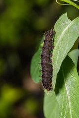 Chocolate Pansy caterpillar