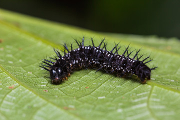 Common Jester caterpillar