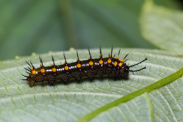 Young Orange Oakleaf caterpillar