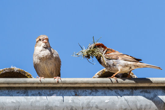Pareja de Gorriones Comunes. Passer domesticus. Macho y hembra.