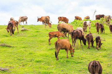 Fototapeta na wymiar Thai domestic beef cattle