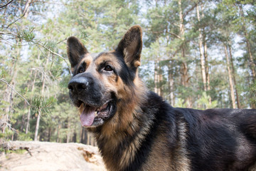 German shepherd dog is in forest in a summer day