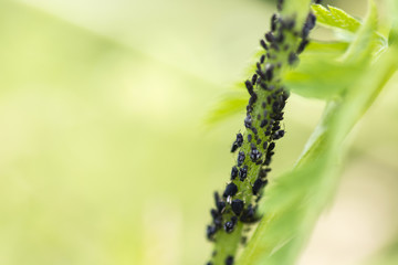 Aphids on the stem thistle.