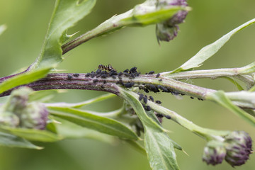 Ant taking care of aphids per stem thistle.