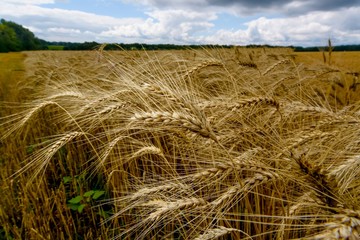 Fototapeta na wymiar The field of ripe wheat on a background of stormy sky 